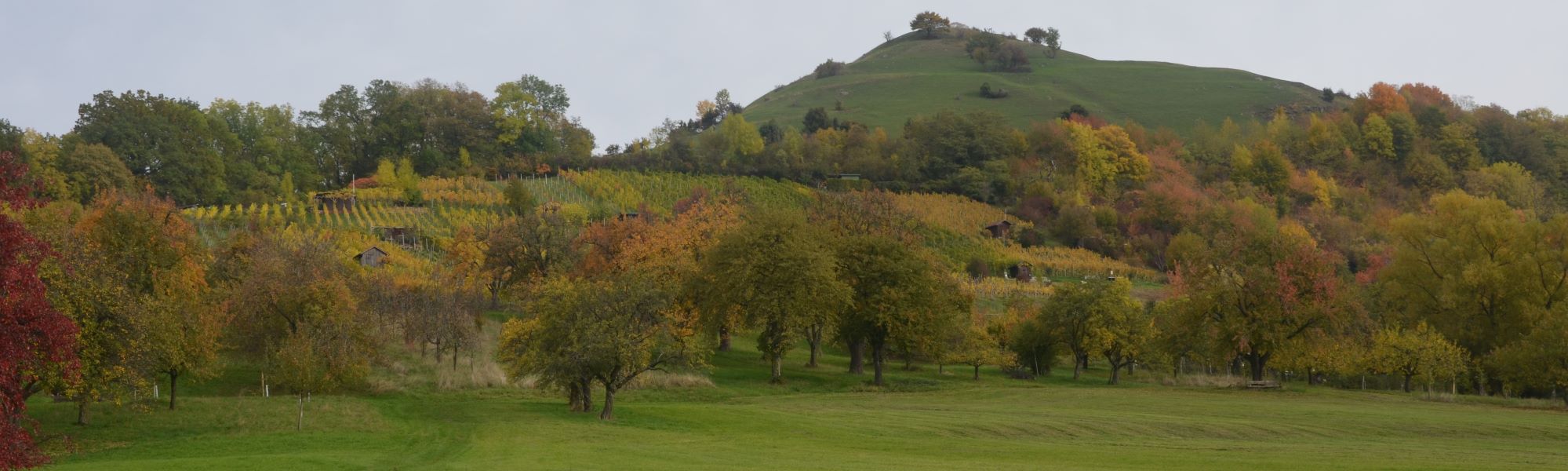 Header/Herbst/Herbst_Limburg_Weinberg2_2000x600.jpg