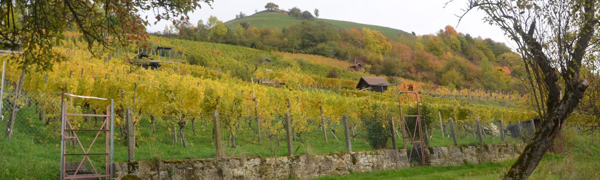 Header/Herbst/Herbst_Limburg_Weinberg3_2000x600.jpg