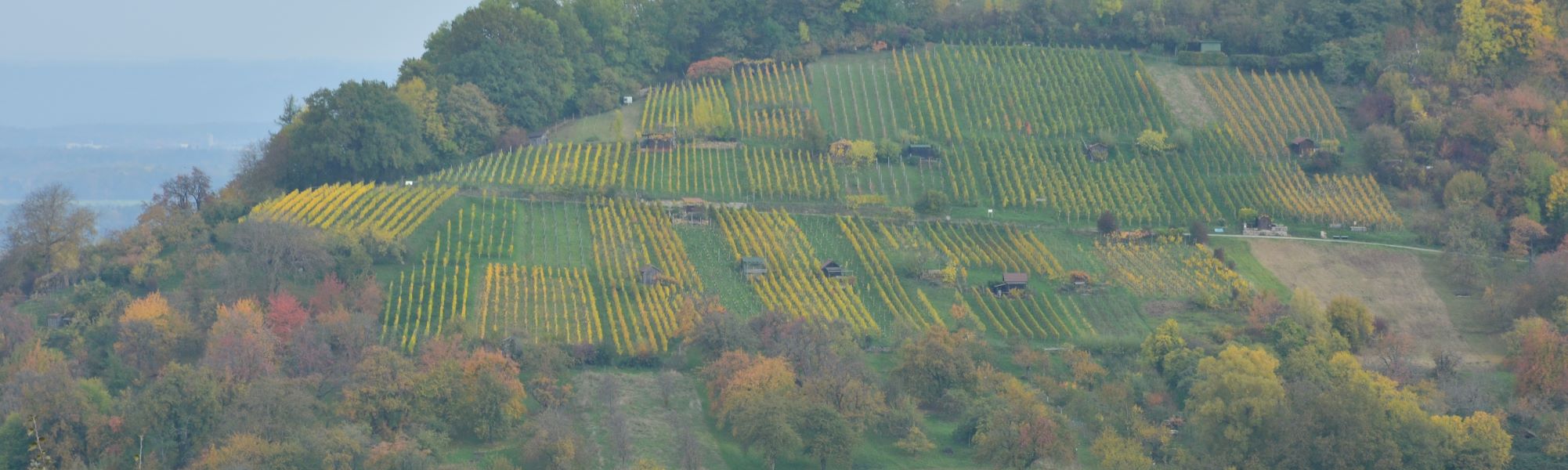Header/Herbst/Herbst_Limburg_Weinberg4_2000x600.jpg
